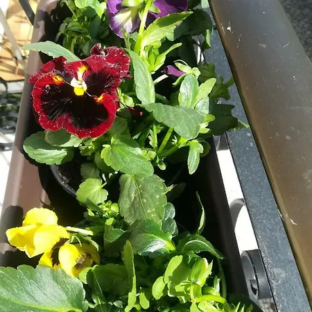 Holiday home Starfish House *