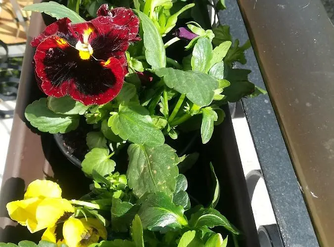 بيت للعطل Starfish House *