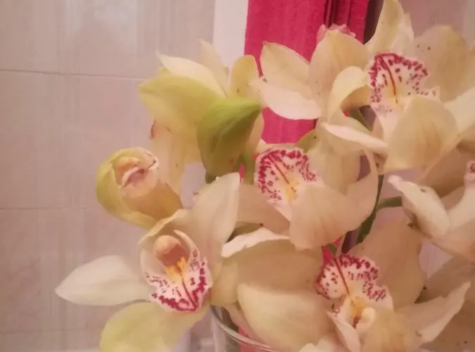 Starfish House Vila Nova de Gaia